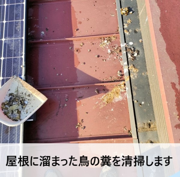 屋根に溜まった鳥の巣を清掃します　熊本